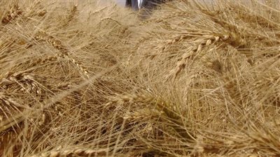 عاجل| ازرع صح.. بـ