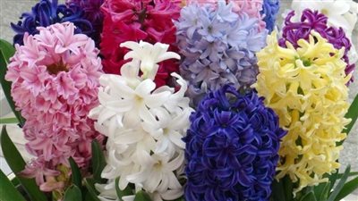 يخفف التوتر والقلق.. الخزامي نبات عطري فوائده كثيرة