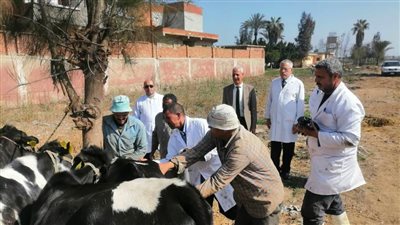 الأحد المقبل.. انطلاق فعاليات الحملة الثالثة للتحصين ضد الحمى القلاعية بالبحيرة