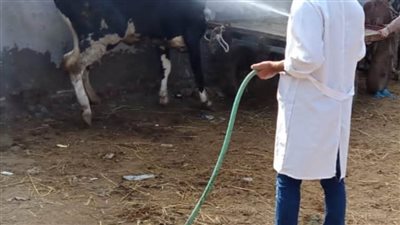 علاج 53 ألفًا و579 رأس ماشية وتنظيم 58 ندوة توعوية بالبحيرة