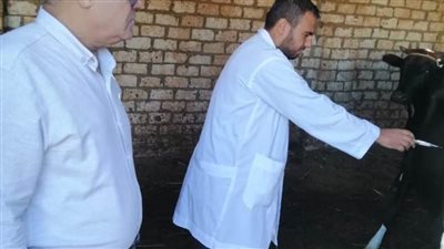 انطلاق الحملة القومية الثالثة لتحصين الماشية بالوادي الجديد  