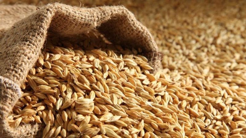 الشعير - أرشيفية