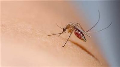 بنجلاديش تواجه أسوأ موجة تفش لحمى الضنك