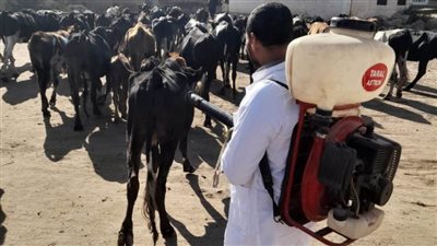 تحصين 105 آلاف رأس ماشية بالأسواق والقرى بالبحيرة