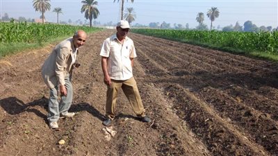 توريد 28 طن فول صويا والتعاقد على 62 ألف فدان بنجر ببني سويف