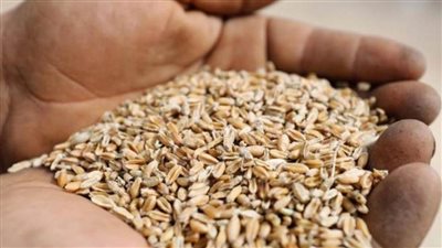 عاجل| ازرع صح.. كمية التقاوي المثلى واشتراطات زراعة القمح بطريقة 