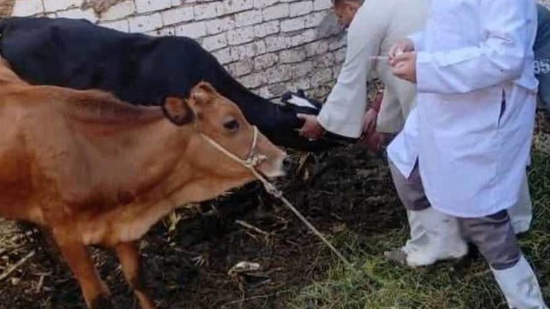 تحصين الماشية