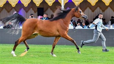 العرض الدولي السادس لجمال الخيل العربية الأصيلة.. ينطلق 13 ديسمبر الجاري