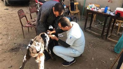 قافلة بيطرية علاجية مجانية بـ5 قرى في مركز أبوقرقاص بالمنيا