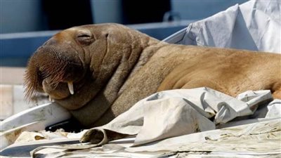 الصيد الجائر وتغير المناخ.. أشهر أسباب تعرض 