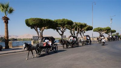 برنامج سياحي للمشاركين في مؤتمر لجراحي الأسنان بالأقصر