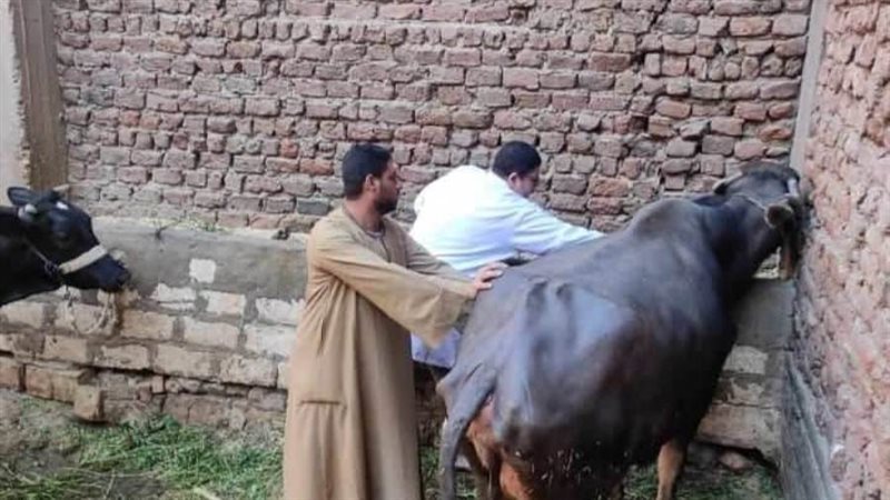 تحصين رؤوس ماشيه