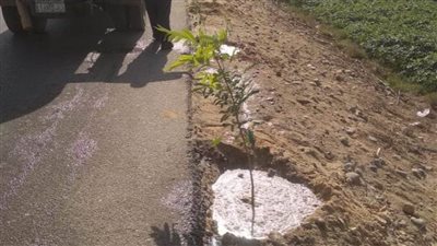 المنيا.. زراعة 175 شجرة ضمن مبادرة 100 مليون شجرة في مطاي