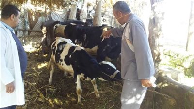 تحصين 465 ألف رأس ماشية ضمن الحملة القومية للتحصين بالبحيرة