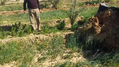 استمرار إزالة التعديات على أراض أملاك الدولة بقرى ومراكز بالوادي الجديد