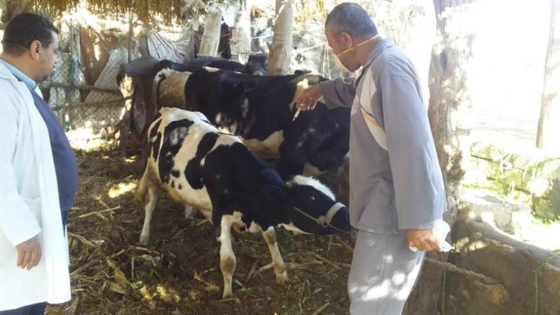 تحصين 465 ألف رأس