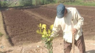 زراعة 180 شجرة مثمرة ضمن مبادرة 100 مليون شجرة مطاي في المنيا