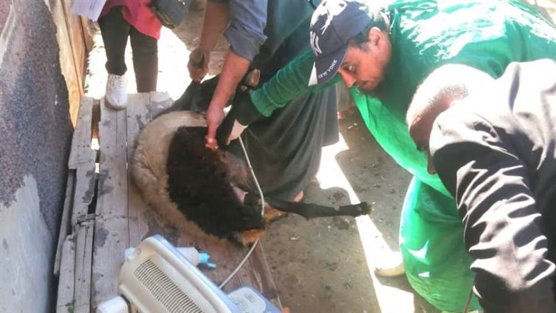 قافلة بيطرية