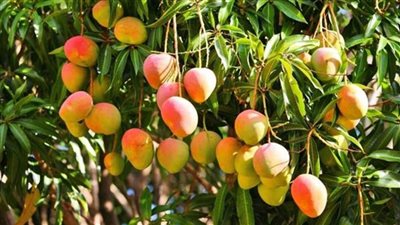 زراعة الإسماعيلية تنظم دورة تدريبية عن أهم الأمراض التي تصيب محصول المانجو