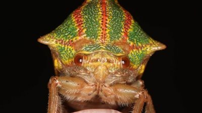 نطاط الأشجار.. حشرة مرعبة بقرون بارزة تعتمد على النمل لحمايتها