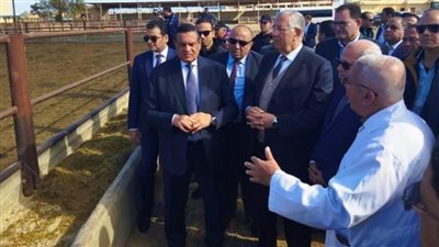 وزيرا التنمية المحلية والزراعة ومحافظ بورسعيد يتفقدون محطة تسمين الماشية