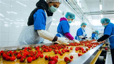 صادرات مصر من 