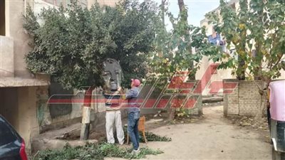 قص وتجميل الأشجار ورفع القمامة والمخلفات من نقاط التجميع بكفر الشيخ