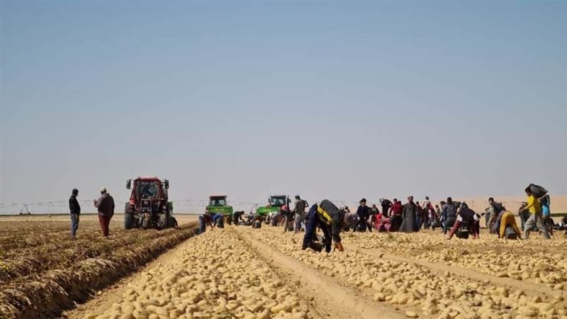 جمع محصول البطاطس