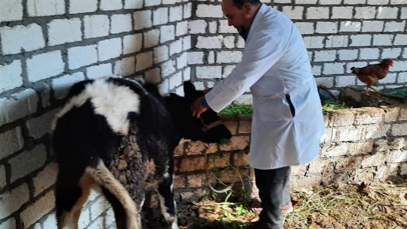 تحصين 41 ألف رأس