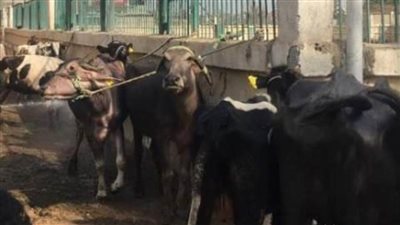 تقديم الخدمات البيطرية لـ850 رأس ماشية بقافلة بمركز ههيا بالشرقية 