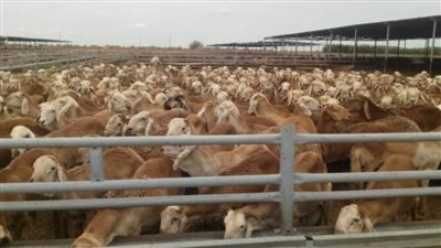 الزراعة: استيراد أكثر من 34 ألف رأس ماشية سوداني لتلبية الاحتياجات في رمضان