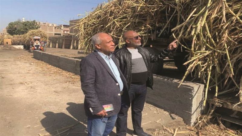 محصول القصب