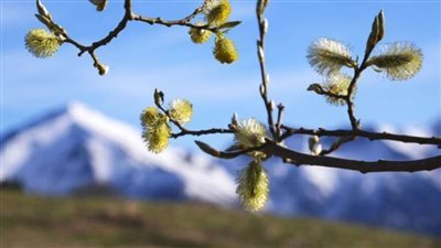 علماء يتوصلون للحاء شجرة يوفر علاجا واعدا لفيروسات بينها كورونا