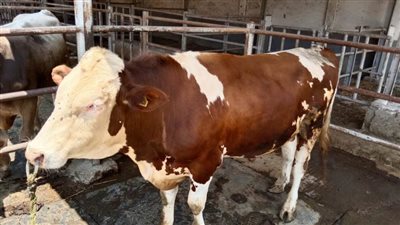 الزراعة: معهد الإنتاج الحيواني يتبنى خطة لزيادة أعداد الحيوانات المحسنة