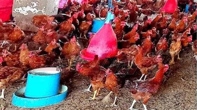  تحصين 43 ألف طائر متنوع بلقاح إنفلونزا الطيور حفاظًا على الثروة الداجنة بكفر الشيخ