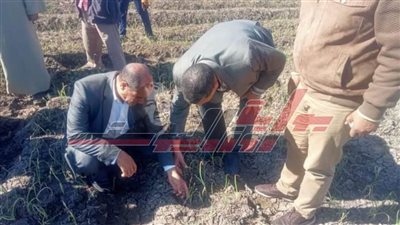 كفر الشيخ: تشهد جهودا مكثفة للفرق الإرشادية الريفية بالبحوث الزراعية