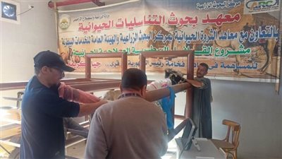 قافلة بيطرية مجانية لعلاج مواشي صغار المزارعين بأسيوط