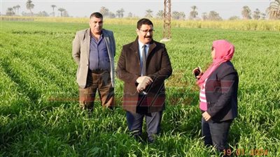 بالصور تنفيذ 20 مدرسة حقلية لمحاصيل القمح والذرة والبطاطس والفول بالمنيا