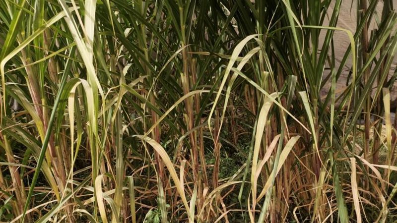 محصول القصب