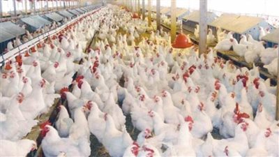 تحصين 51 ألف طائر متنوع بلقاح إنفلونزا الطيور بكفر الشيخ