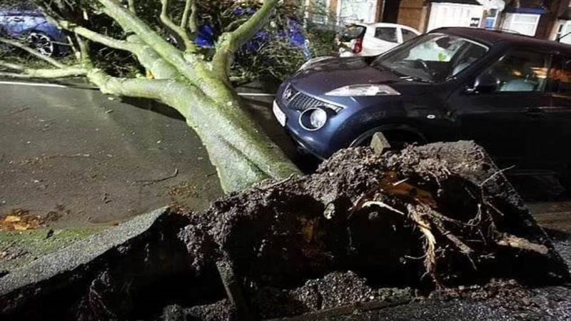 اقتلعت الأشجار