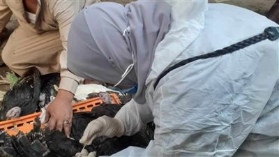 بيطري المنيا: تحصين مليون طائر ضد مرض أنفلونزا الطيور  