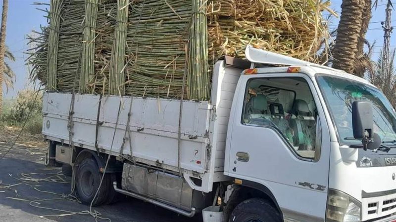 محصول القصب