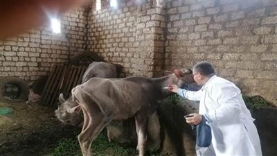 محافظ الجيزة: انطلاق الحملة القومية للتحصين ضد الجلد العقدي وجدري الأغنام.. غدًا