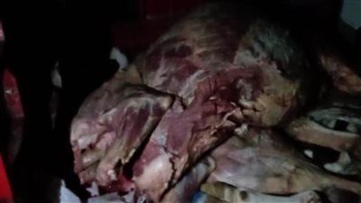 الطب البيطري... علاج 25 ألف رأس ماشية وتنفيذ 13 حملة تفتيشية بالبحيرة