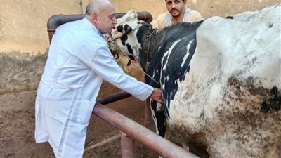 الزراعة: تحصين 6.7 رأس ماشية ضد الأمراض بمختلف المحافظات