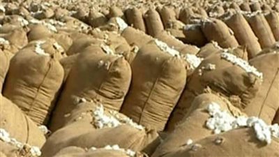 الزراعة: سعر قنطار القطن 15 ألفًا و 720 جنيهًا في المزاد العاشر