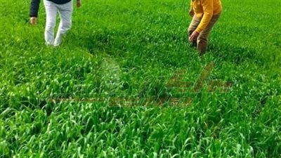 انطلاق ندوات وقوافل إرشادية عن الأمراض التي تصيب المحاصيل الشتوية بكفر الشيخ