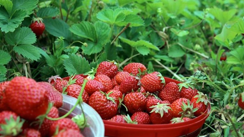 الفراولة المصرية