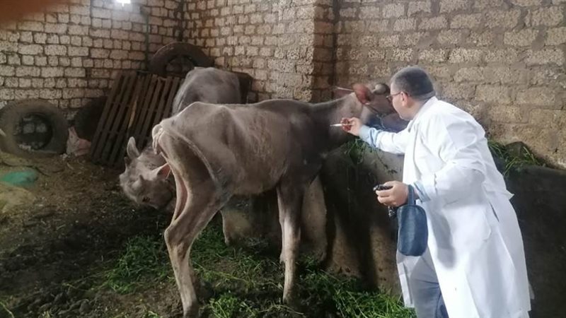 بيطري الغربية